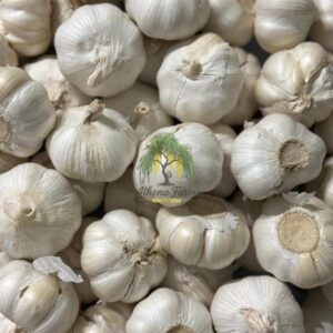 Fresh Garlic — per pack