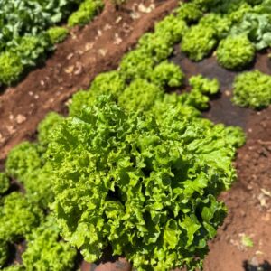 Lettuce — per pack
