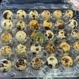 Quail Eggs — tray of 30